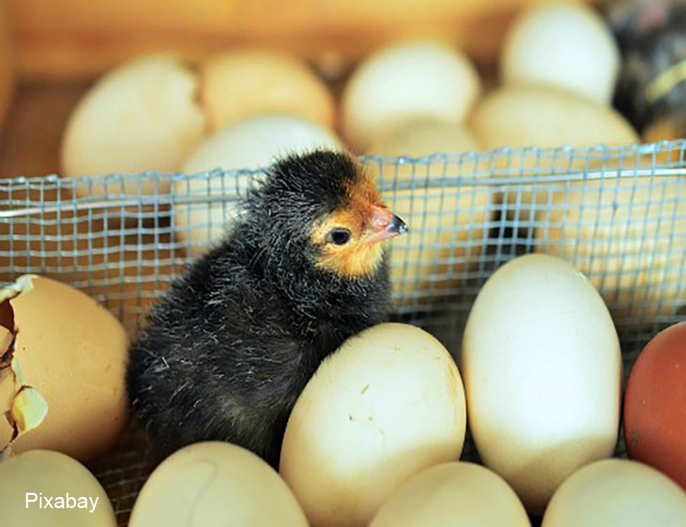 inkubacija jaja